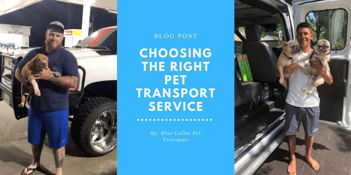 Thumbnail for "Choosing the Right Pet Transport Service" with two happy BCPT customers.