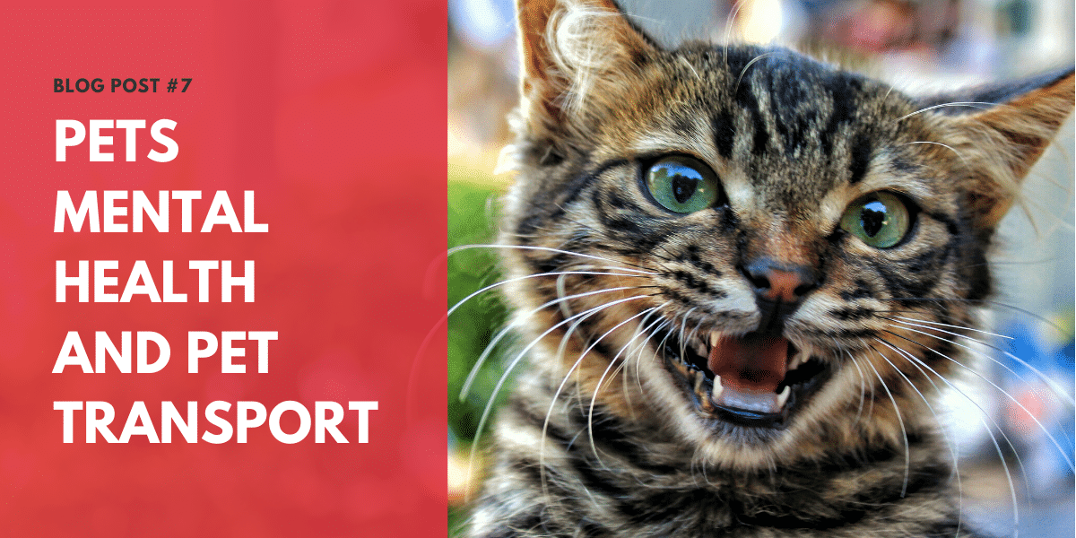Thumbnail for "Pet's Mental Health and Pet Transport" with cat smiling.