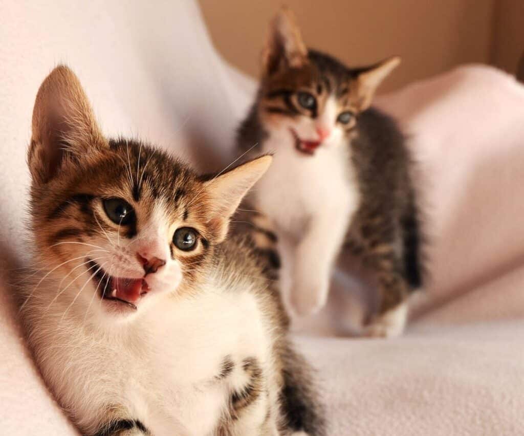 Pet Transport Dog & Cat Relocation Blue Collar Pet Transport